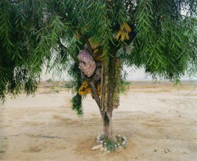 Bisharah and Anwar's Tree